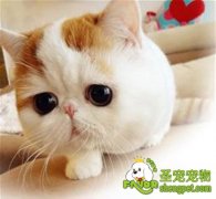 母犬猫的生殖生理及相应的注意事项