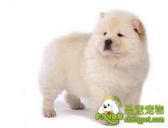 受驯犬的选择方法