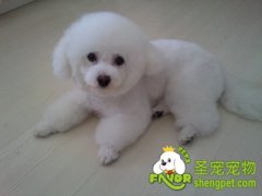 如何训练狗卧下别动