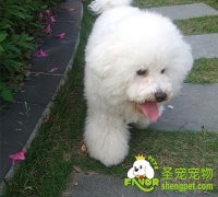 夏季狗狗毛发护理事项