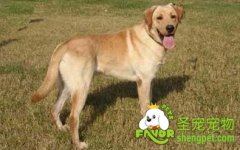 影响宠物狗皮毛的营养因素