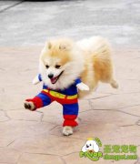 受训犬的选择要求