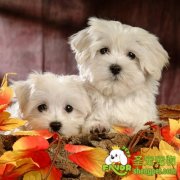 松狮犬的选购技巧