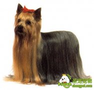 有关约克夏犬的美容要点