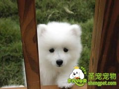 别让狗妈妈患产后低血钙