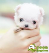 狗狗生病该如何喂养