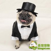 小狗做算数题是怎么训练的