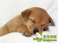 训练狗狗吃药的方法