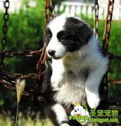 狗狗寄生虫病的诊断和治疗