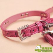 狗狗的背带和项圈如何正确佩戴
