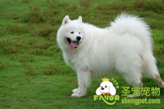 你的爱犬会得季节流行病吗