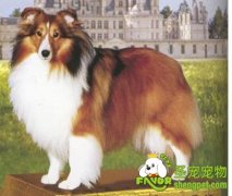 母犬发情前期的临床表现