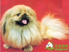 北京犬家庭造型修剪技巧