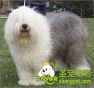 养狗前该如何挑选