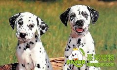 饲养斑点犬之前应该做好什么准备