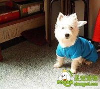 给狗狗穿衣服合适吗