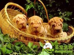 幼犬训练吠叫口令的训练方法