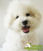 成年狗狗的各种护理