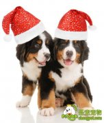 天冷要不要给爱犬穿衣御寒