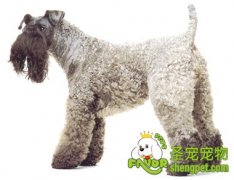 CKU牵犬师(指导手)比赛规则