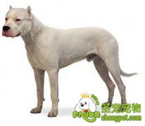 宠物犬饲养管理方法