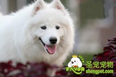 怎样训练狗狗进行搜索