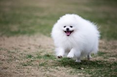 春季要如何护理狗狗