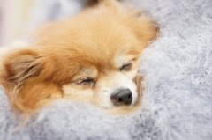 春季注意防止狗狗感冒