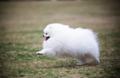 春节放鞭炮护理好您的爱宠