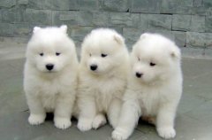 纯种犬的剪尾和剪耳