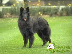 怎么挑选比利时小牧羊犬