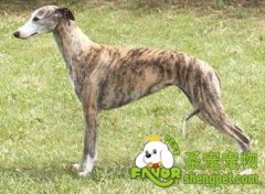 怎么挑选惠比特犬