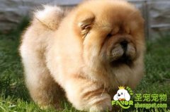 怎么挑选健康的小松狮