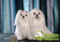 常见犬种的美容方法