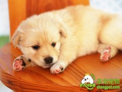 犬的发情周期和行为征兆