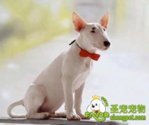 亲近宠物都能得哪些病