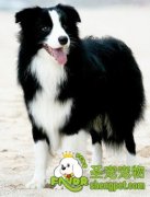 犬猝死症的诊疗体会