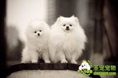 博美犬－小心气管塌陷