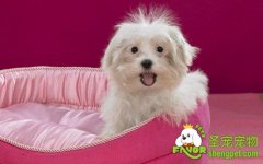 狗狗几种因遗传基因而须注意的病症及犬种