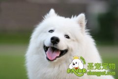 如何确定母犬的配种时期