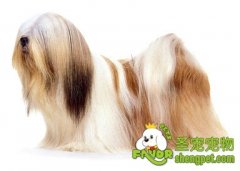 怎样挑选拉萨狮子犬
