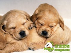 从症状入手判断狗狗的病情