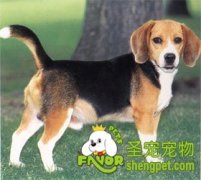 带狗狗出游须知的内容