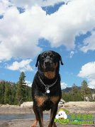 爱犬日常体育锻炼的要点