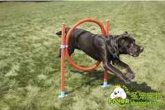 宠物用具选购窍门