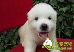 给狗狗养成戴颈圈的习惯