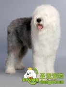 英国古代牧羊犬的发情与繁殖