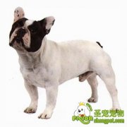 又到思春时哪个狗狗不多情