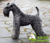 公狗避孕药问世