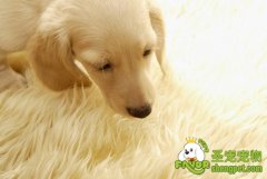 狗狗选美的注意事项